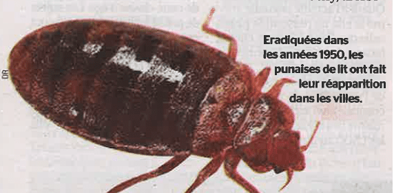 Alerte aux punaises de lit - ISTAV FORMATION