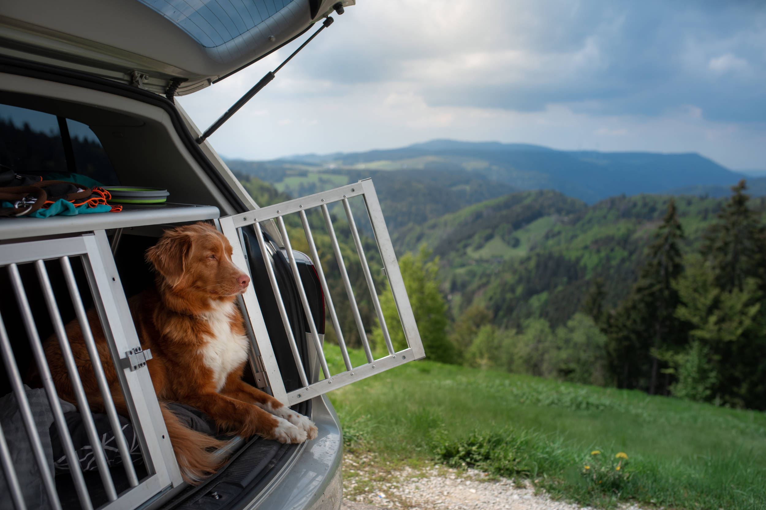 Formation Habilitation pour le transport des animaux