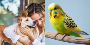 istav acaced chien nac