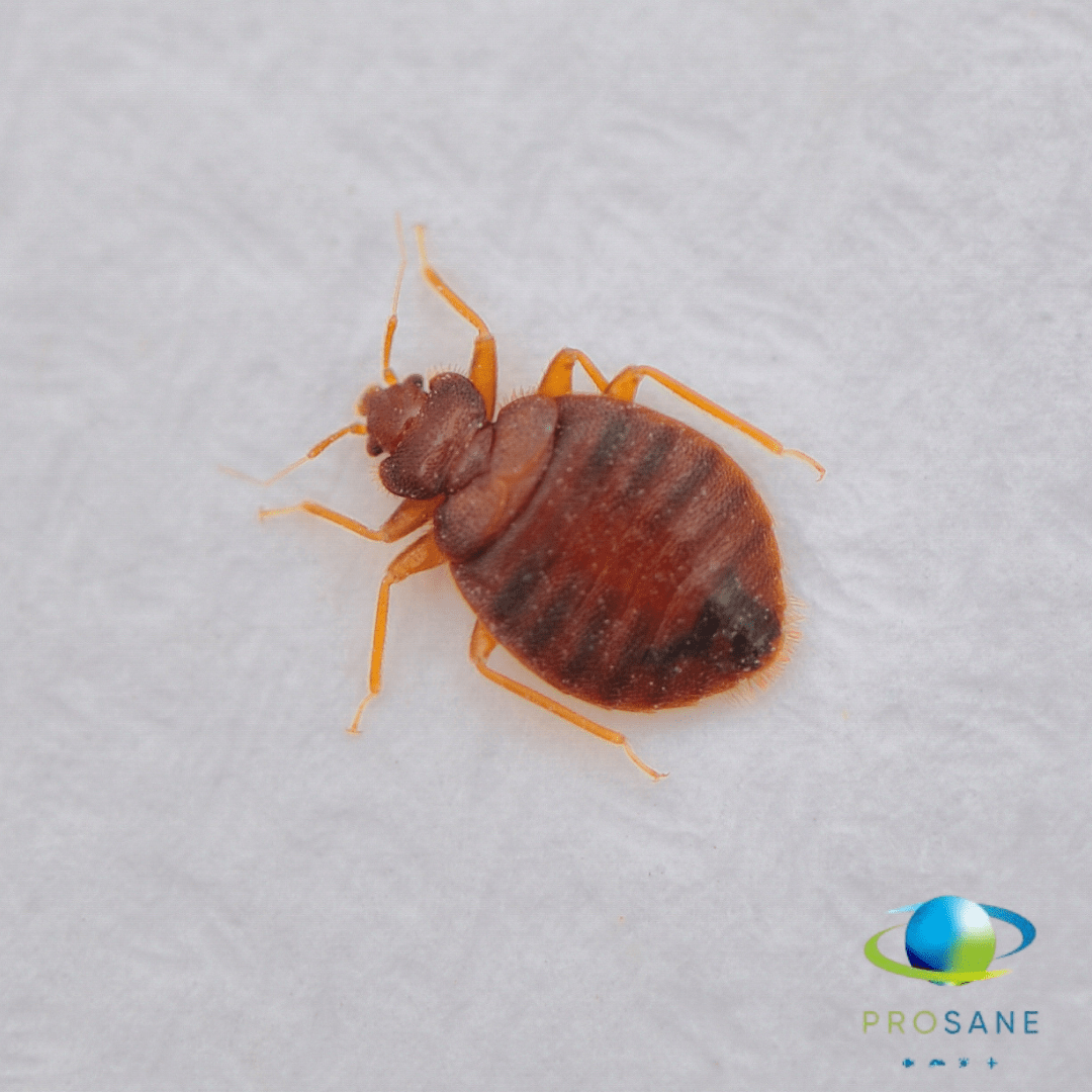 punaise de lit Prosane