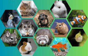 CQP Vendeur en animalerie - ISTAV FORMATION